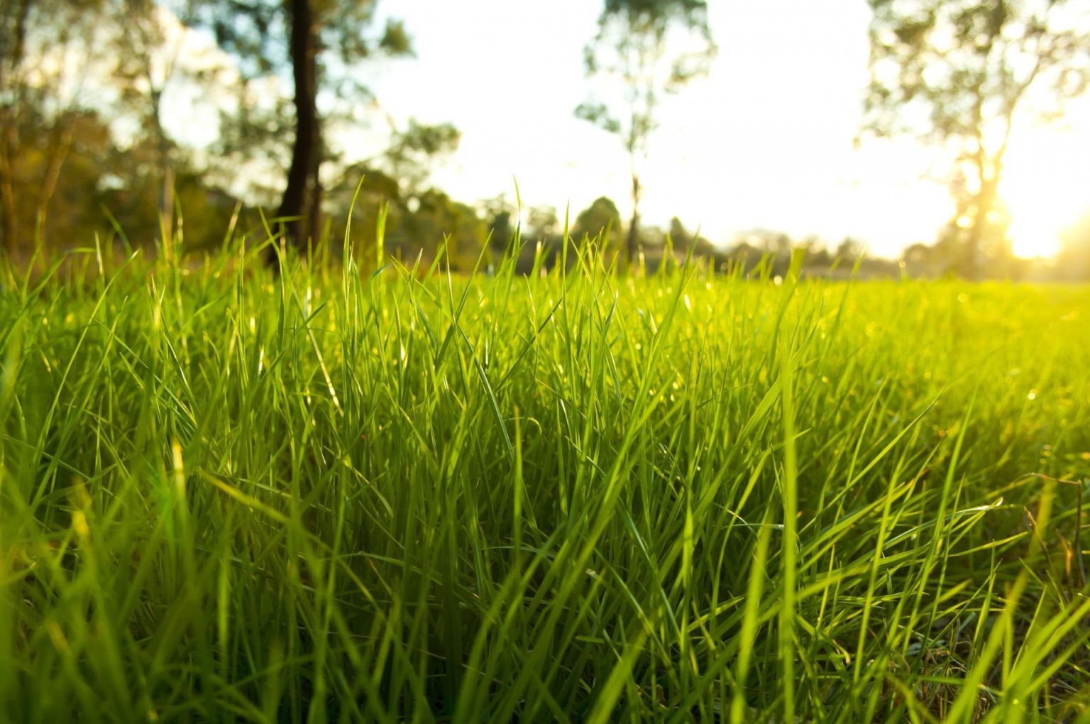 Природа трава