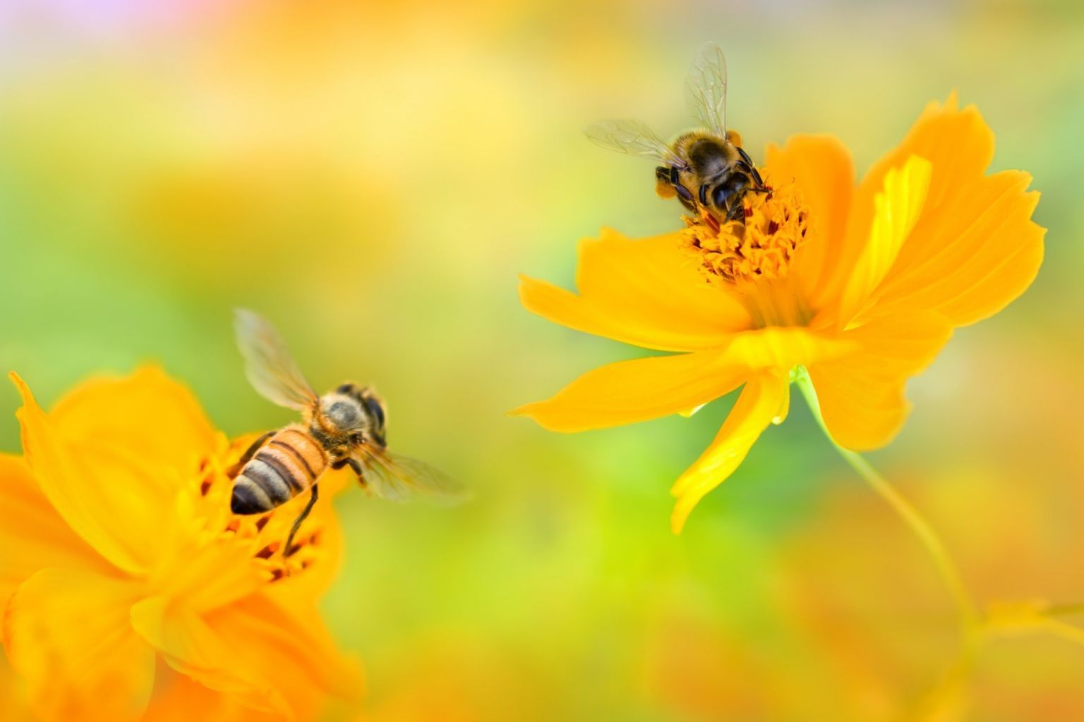 Поле с цветами и пчелами