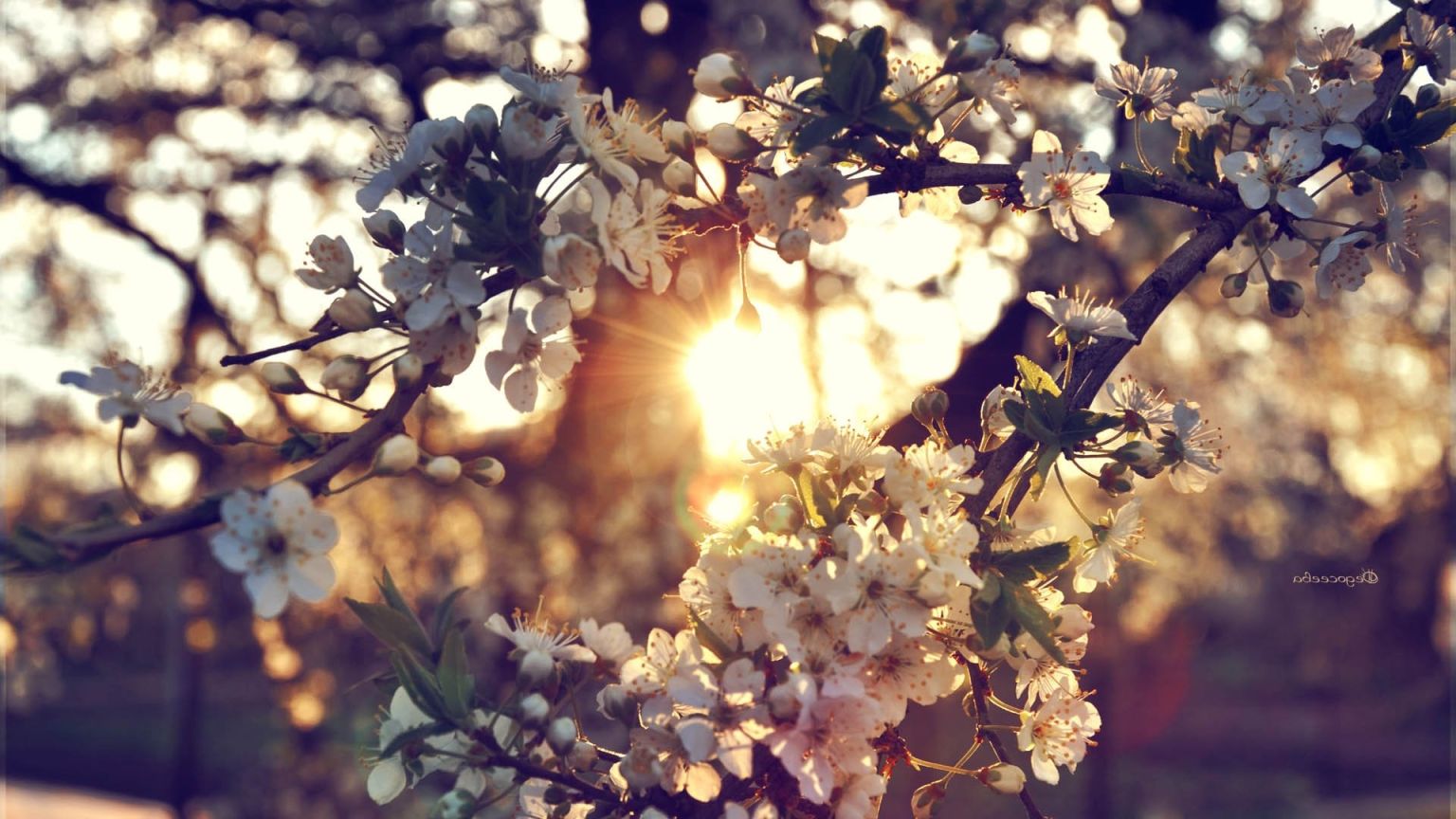 Весна солнце цветы