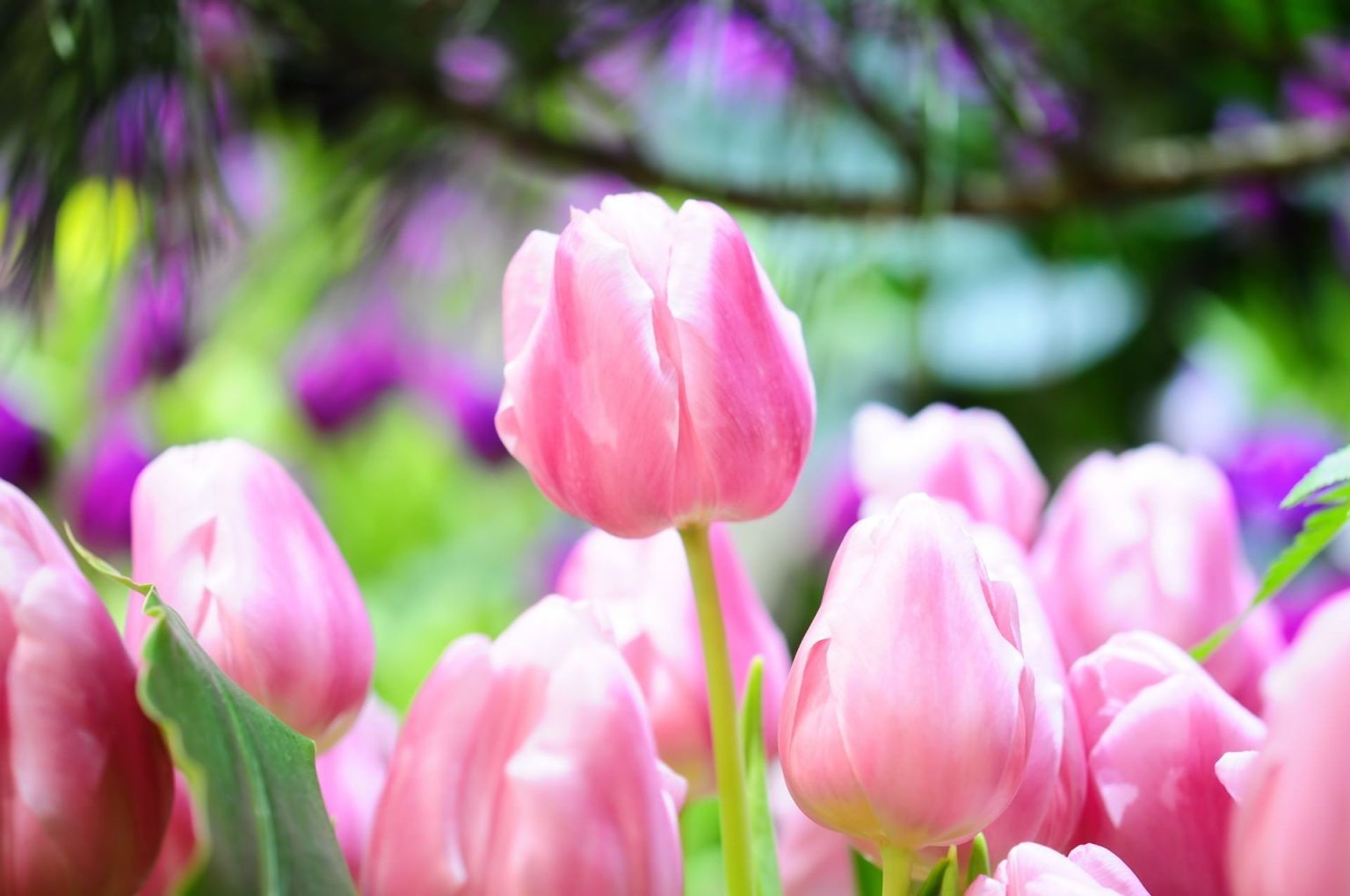 Весенние цветы тюльпаны