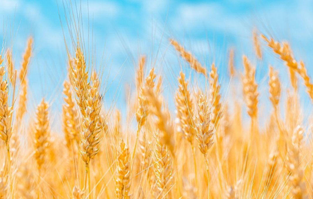Колос пшеницы в майнкрафт