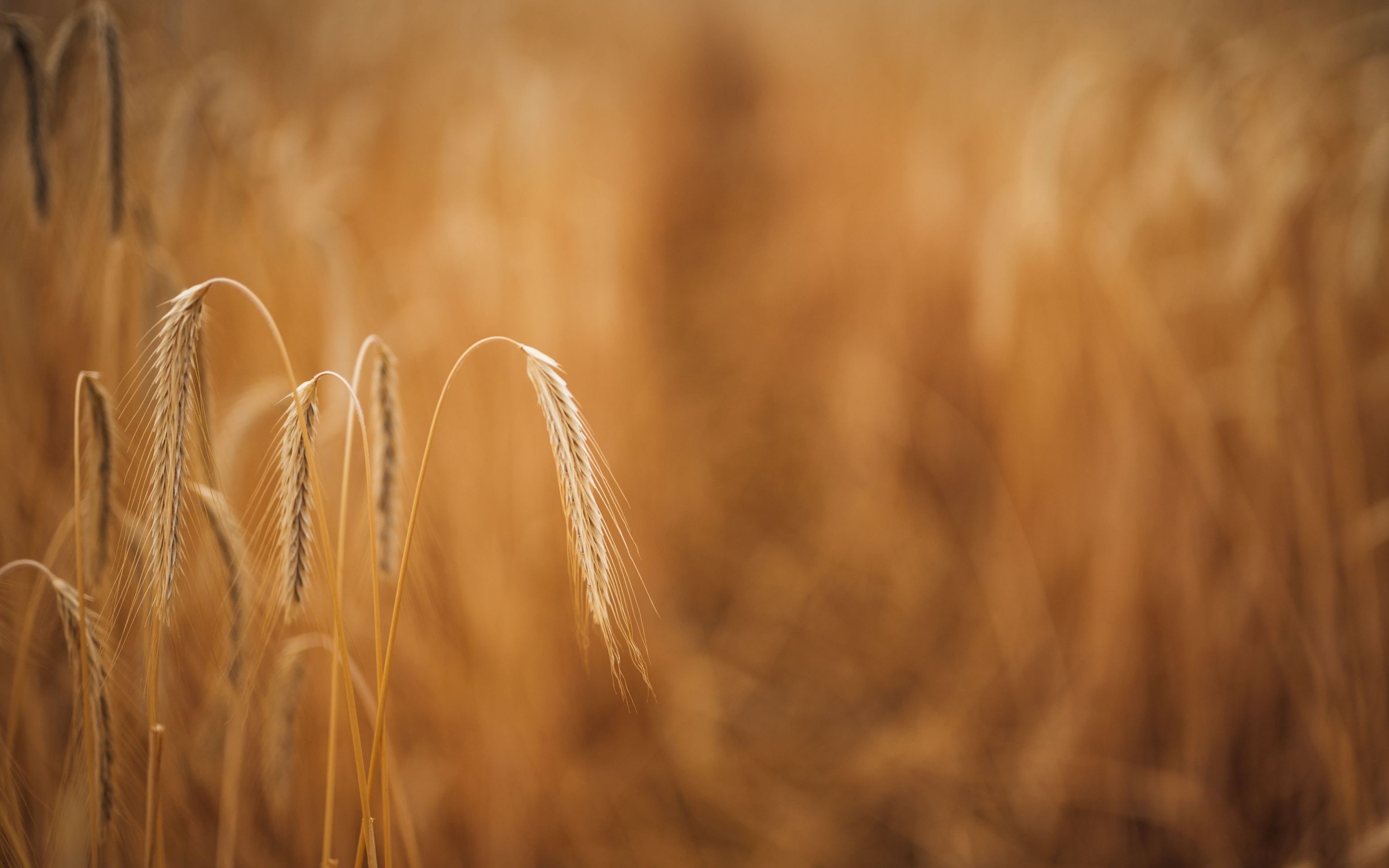 Пшеница на коричневом HD