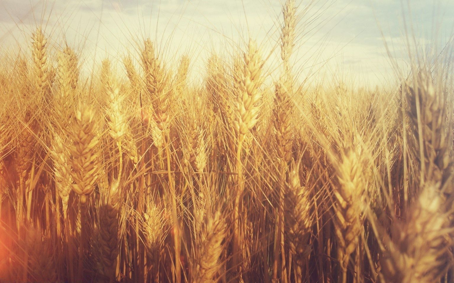 Пшеница Эстетика