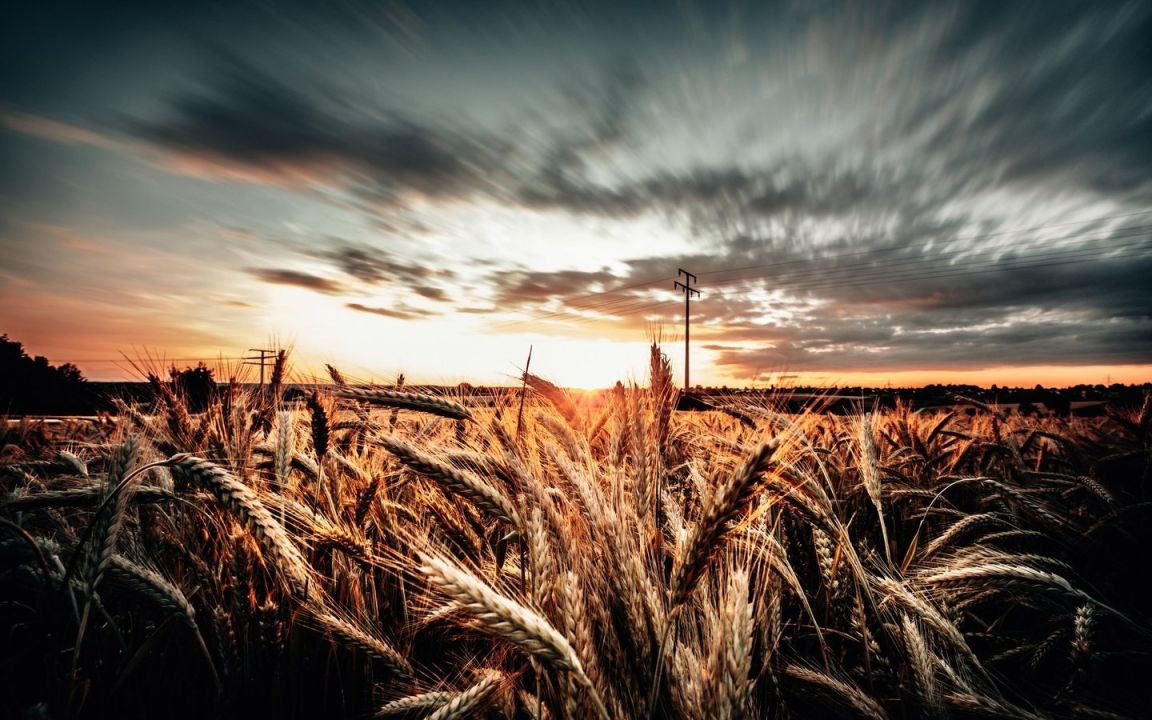 Пшеничное поле HD