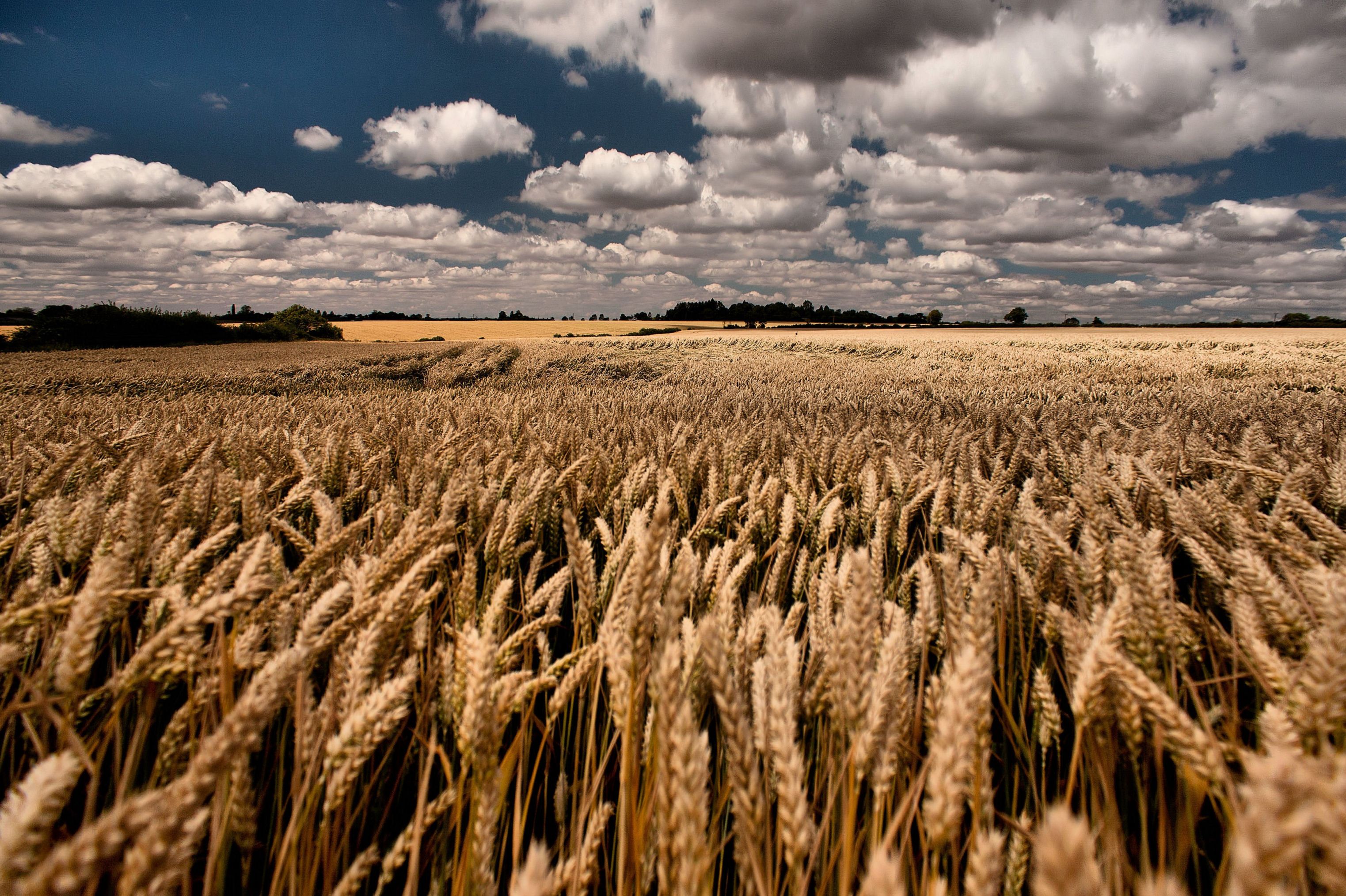 Пшеничное поле 2) Ковыльная степь