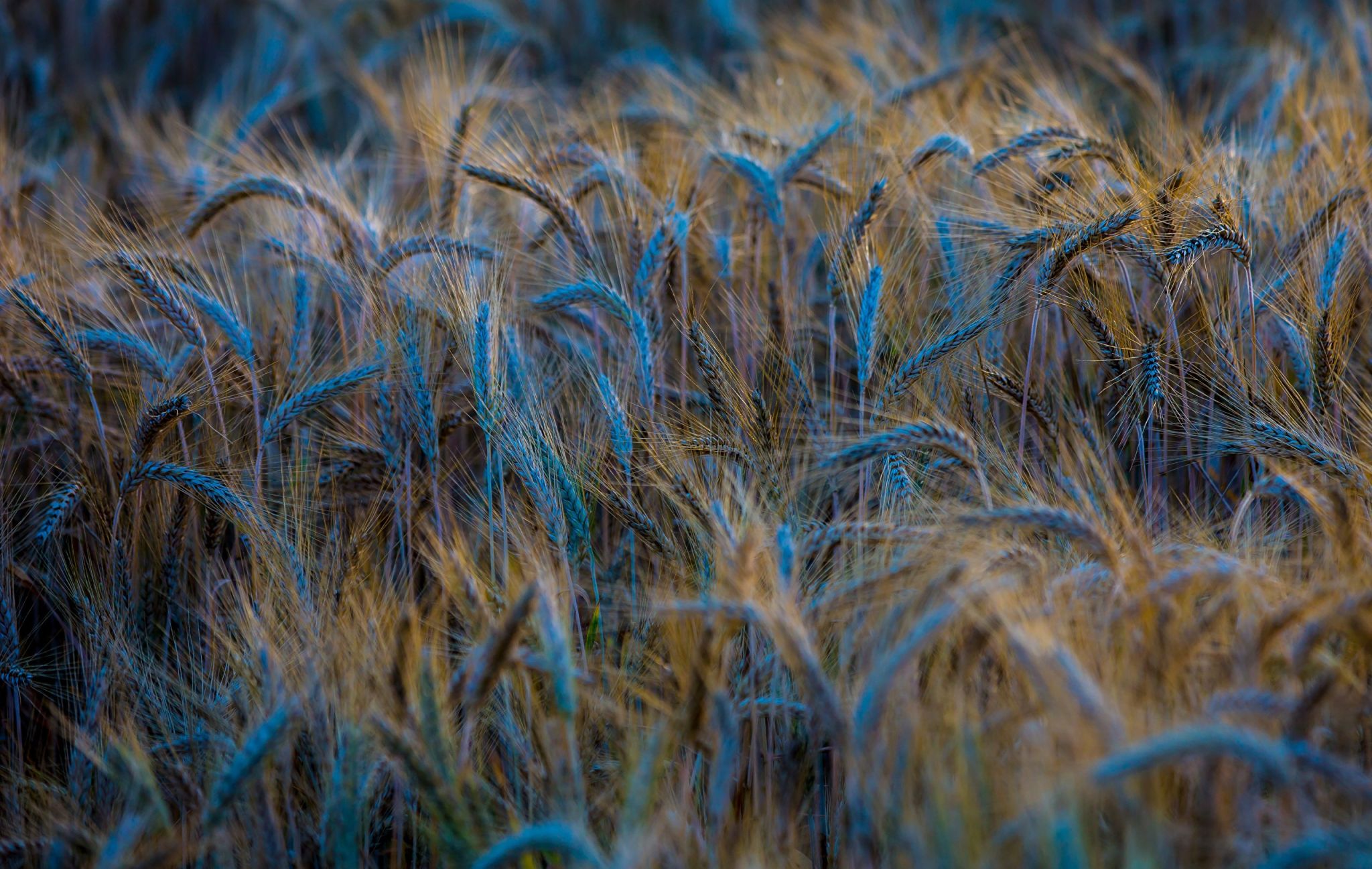 Голубая пшеница