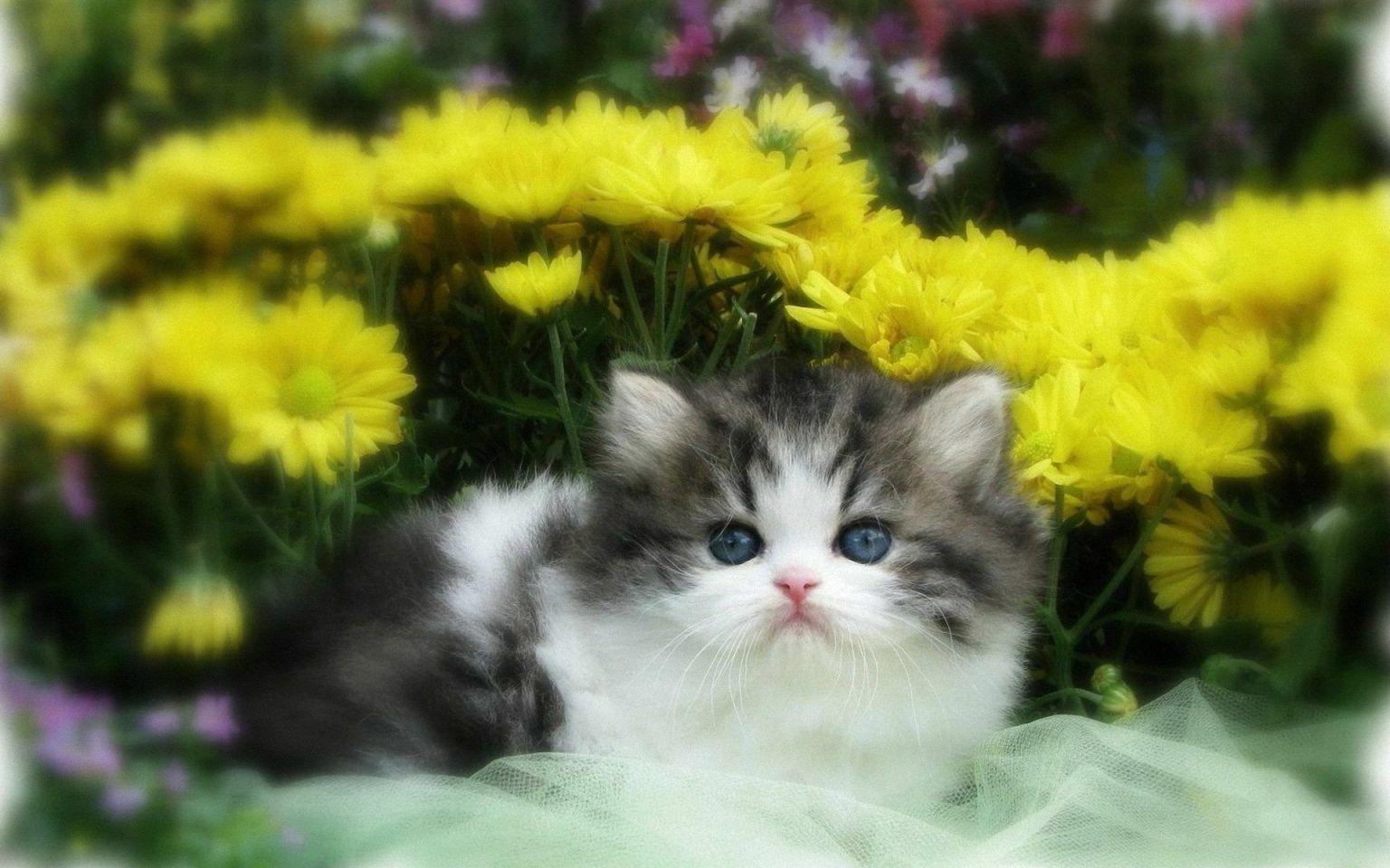 Котята пушистые с цветами