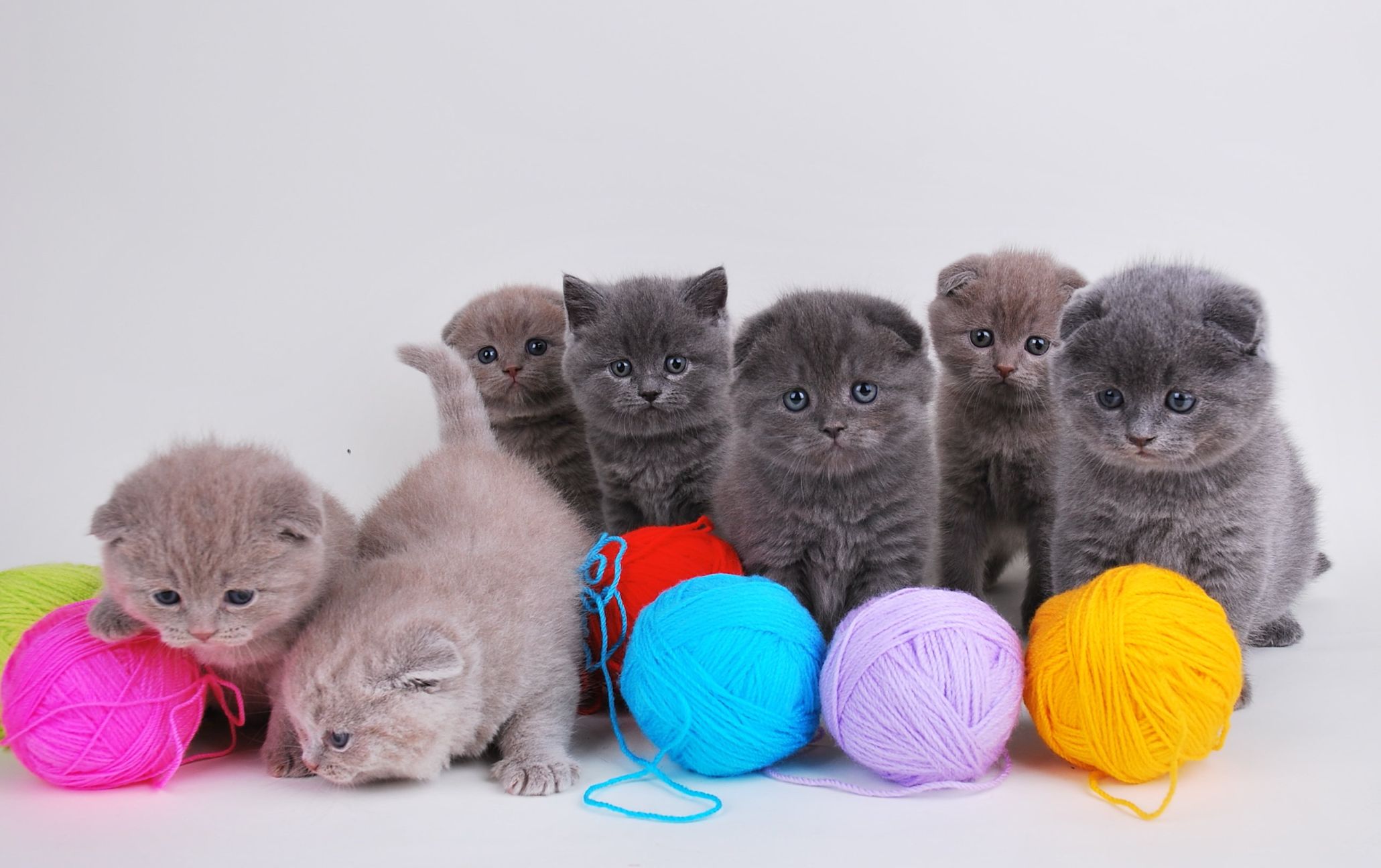 Шотландские котята вислоухие разноцветные