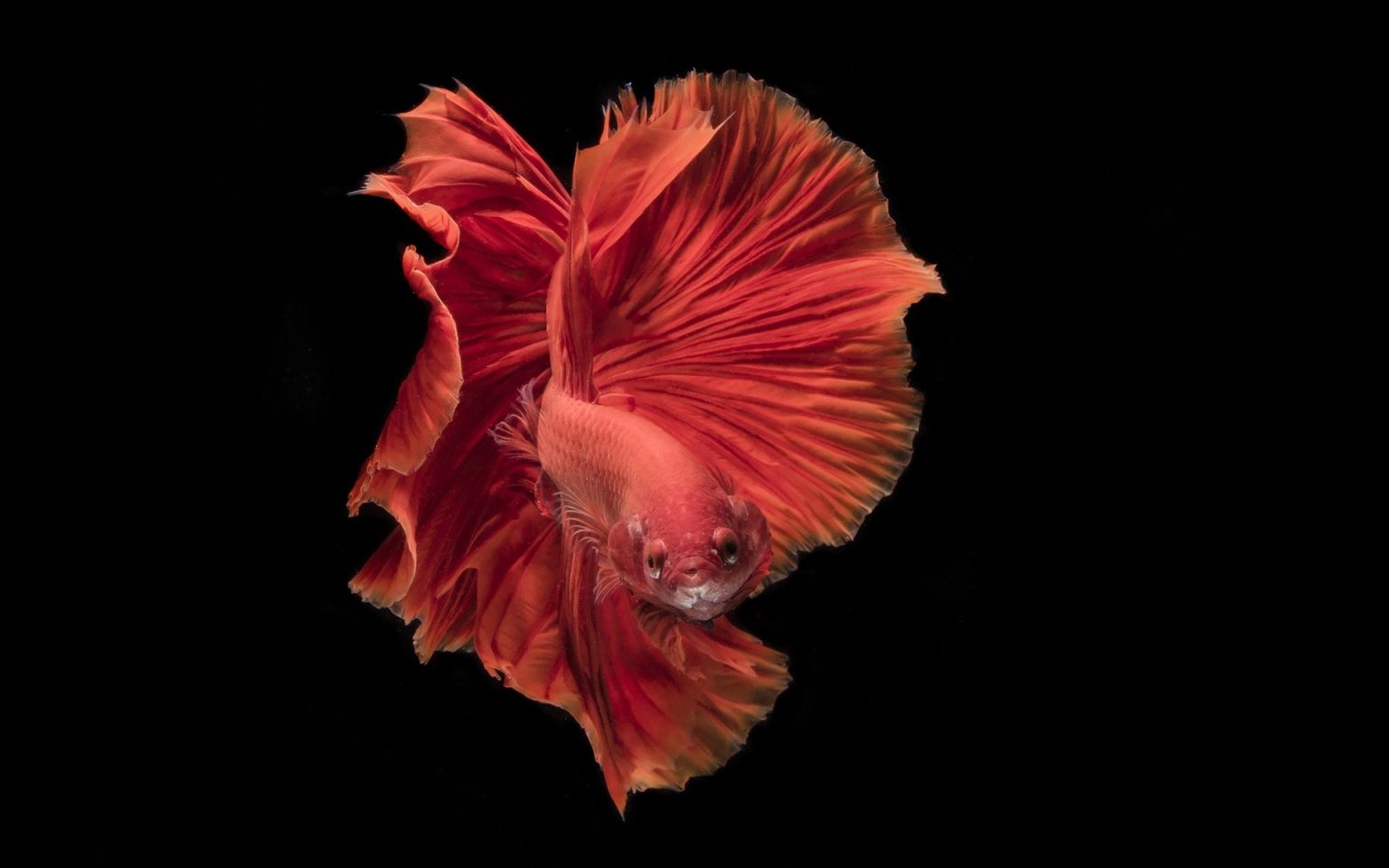 Red Betta Fish Swarovski