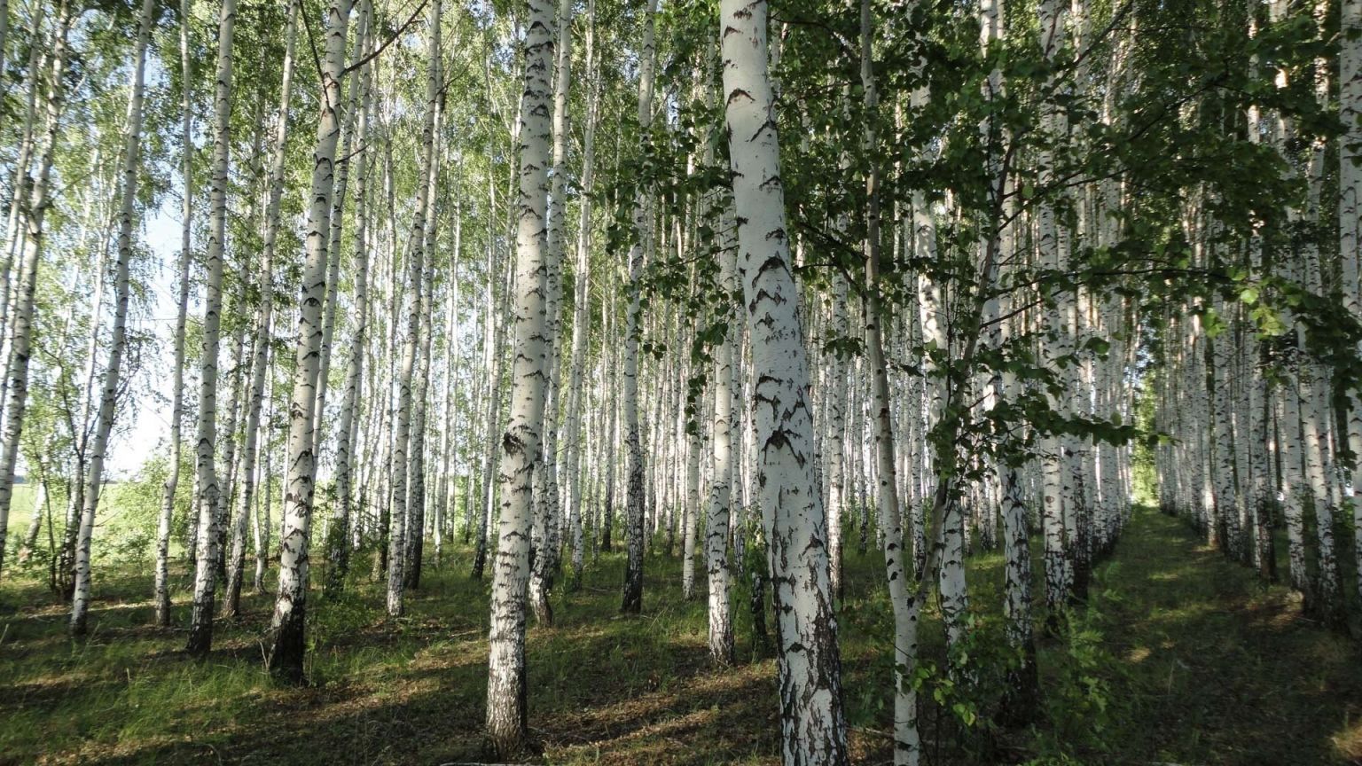 Березовая роща Красноуфимск