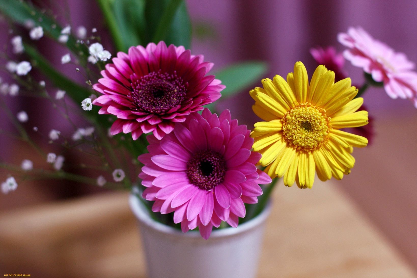 Gerbera Гербера