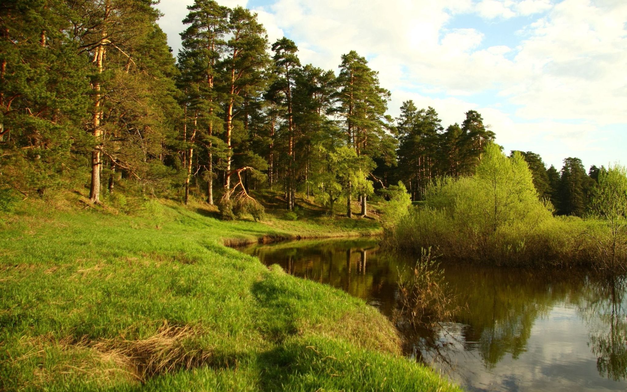 Река Солотча лес