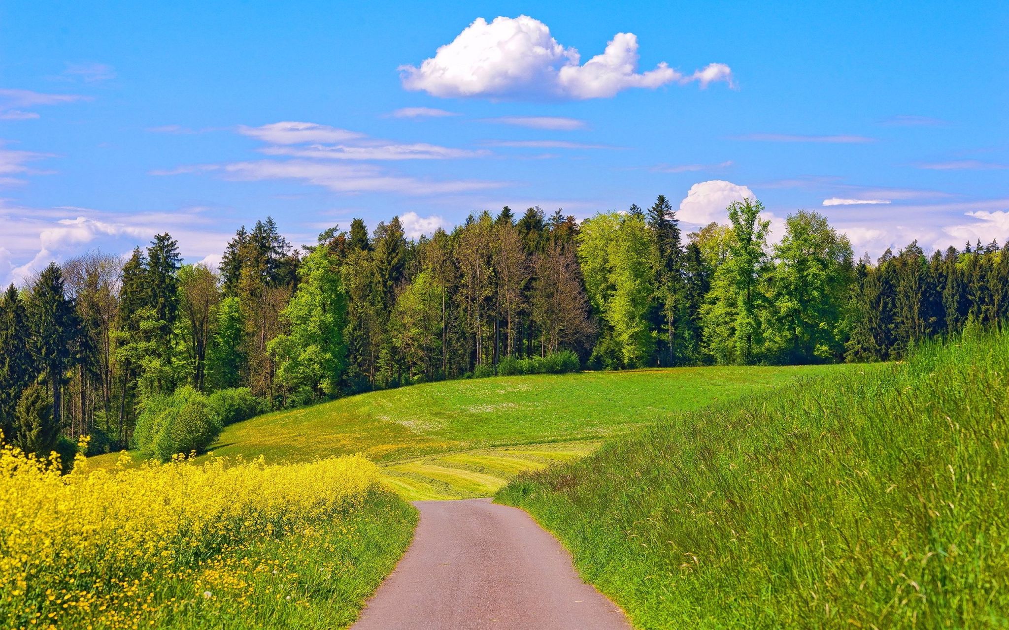 Летний лес Лужского района