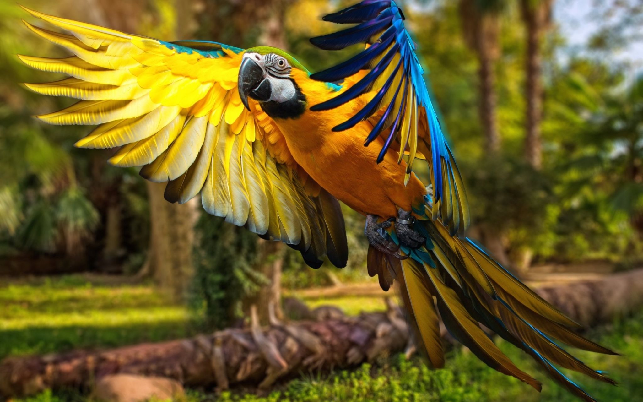 Попугай Macaw