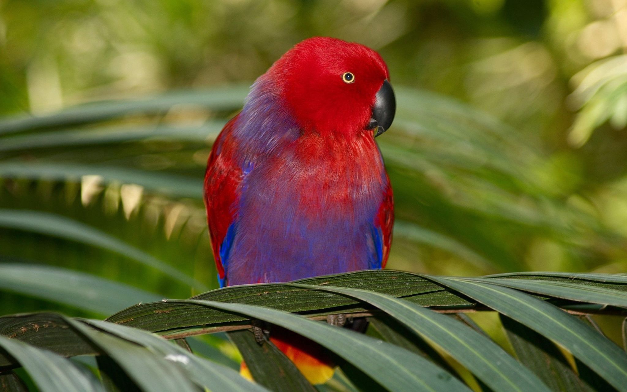 Eclectus Parrot